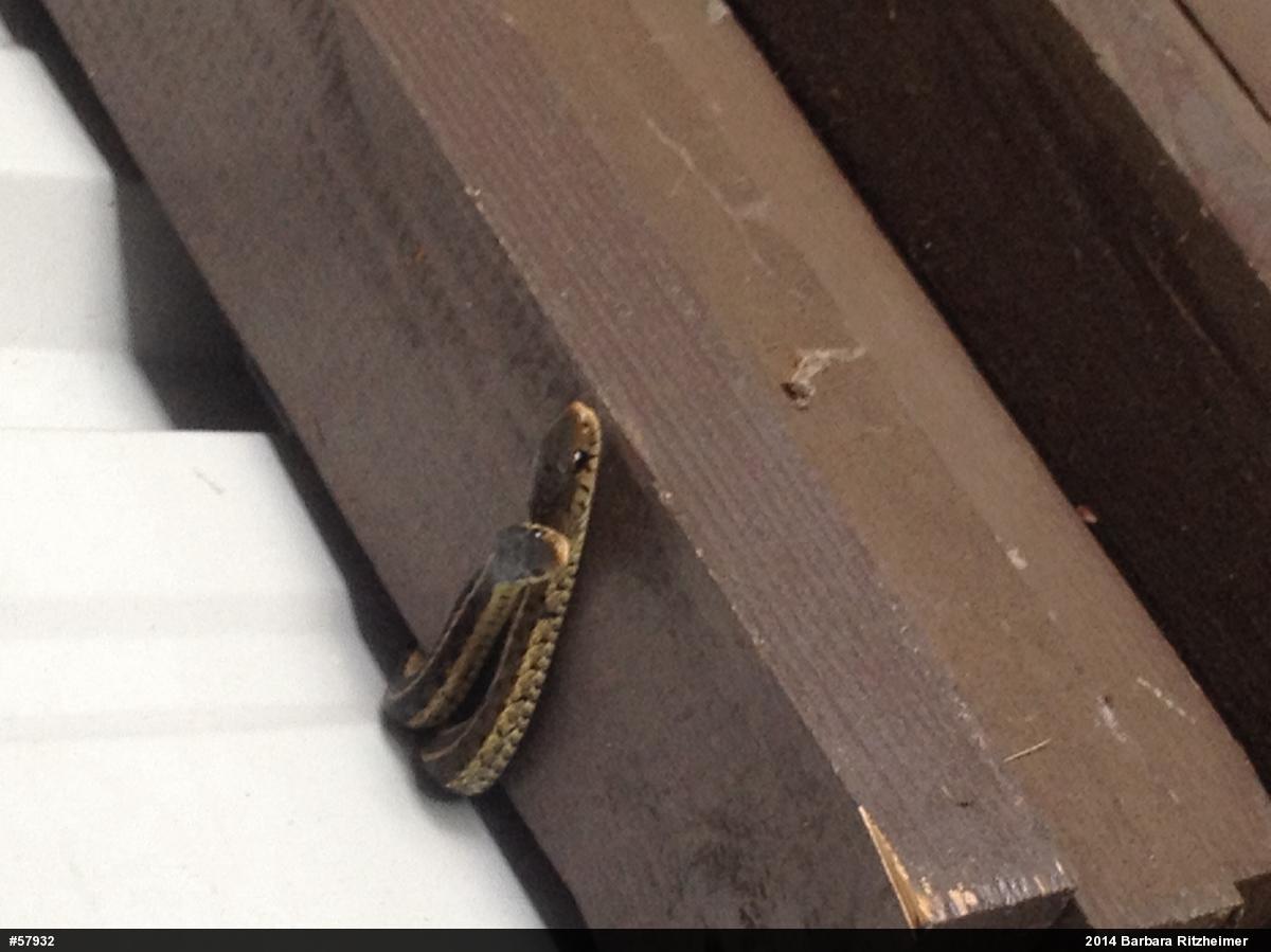 Eastern Gartersnake