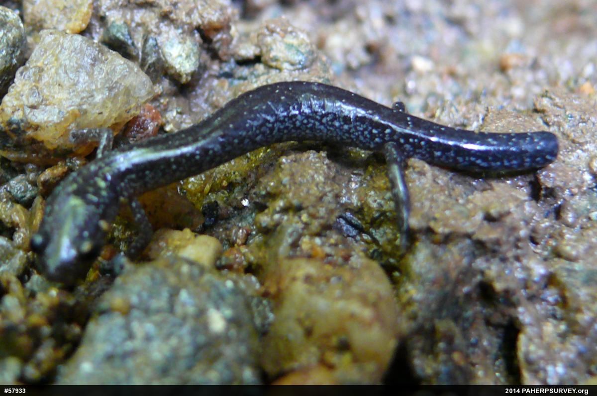 Eastern Red-backed  Salamander