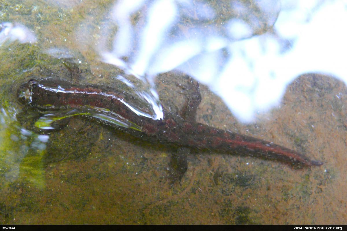 Northern Dusky Salamander