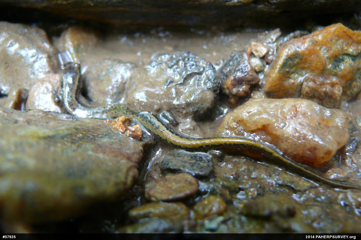 Northern Two-lined Salamander