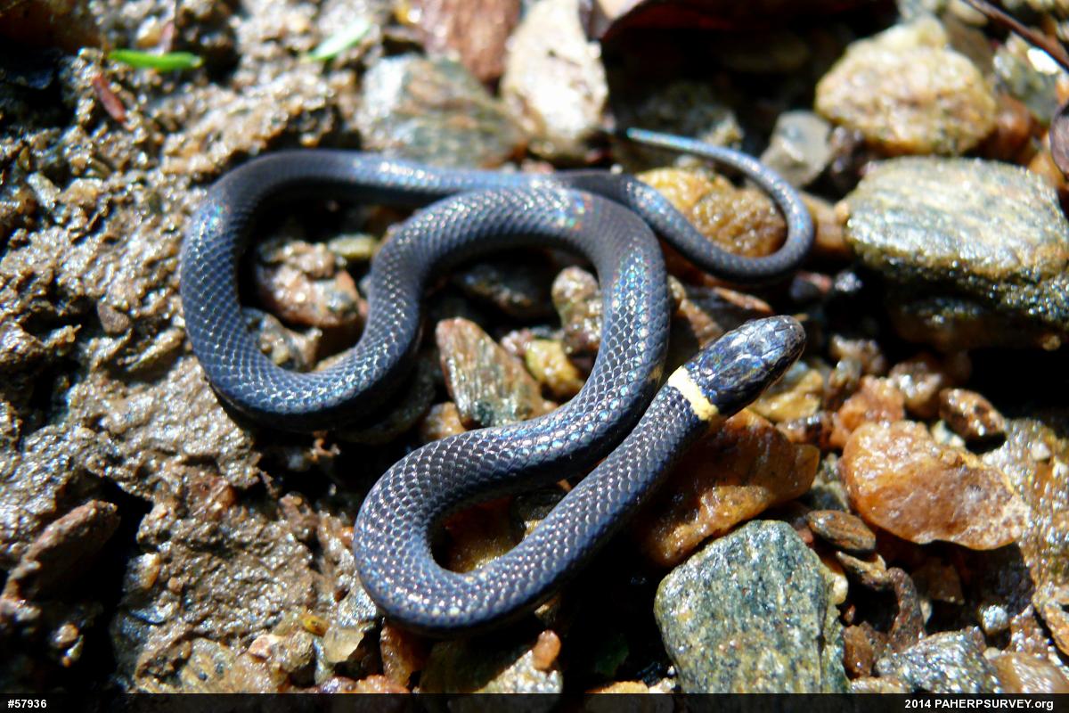 Northern Ring-necked Snake