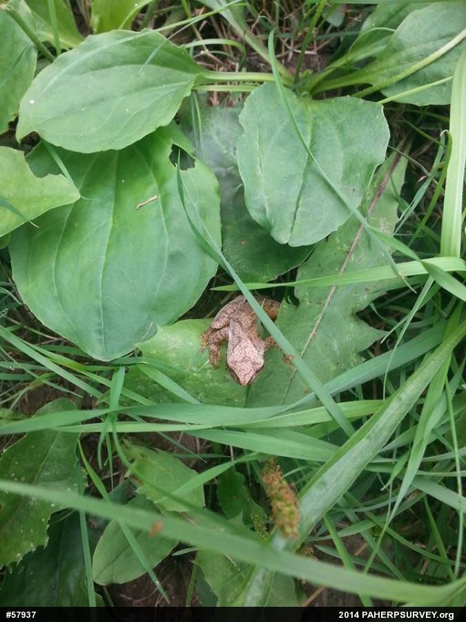 Spring Peeper