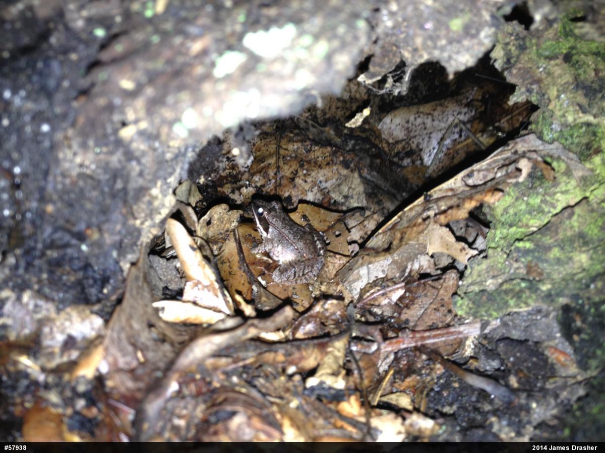Wood Frog