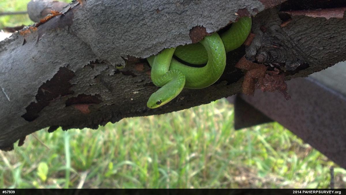 Smooth Greensnake