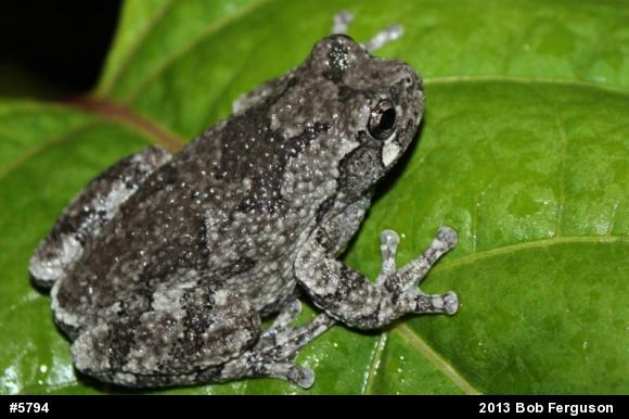 Gray Treefrog