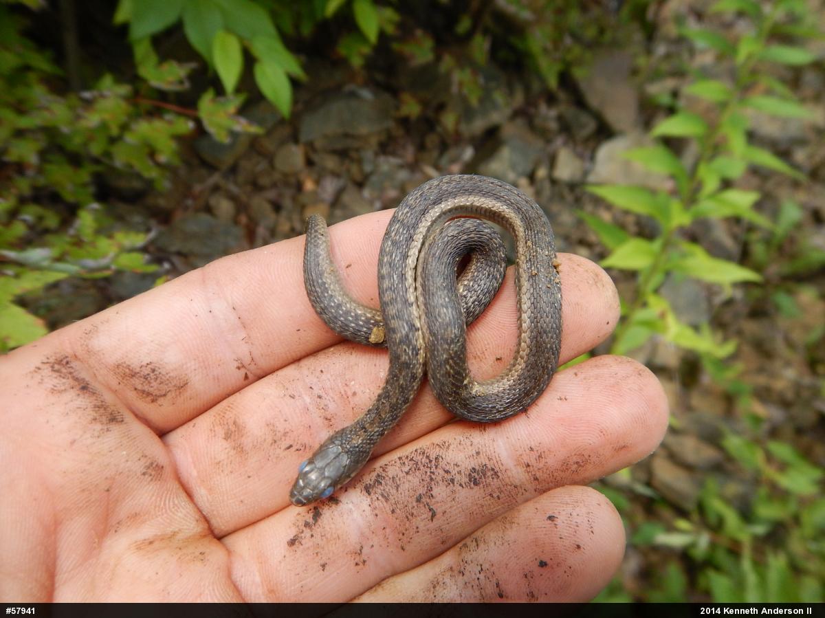 Eastern Gartersnake