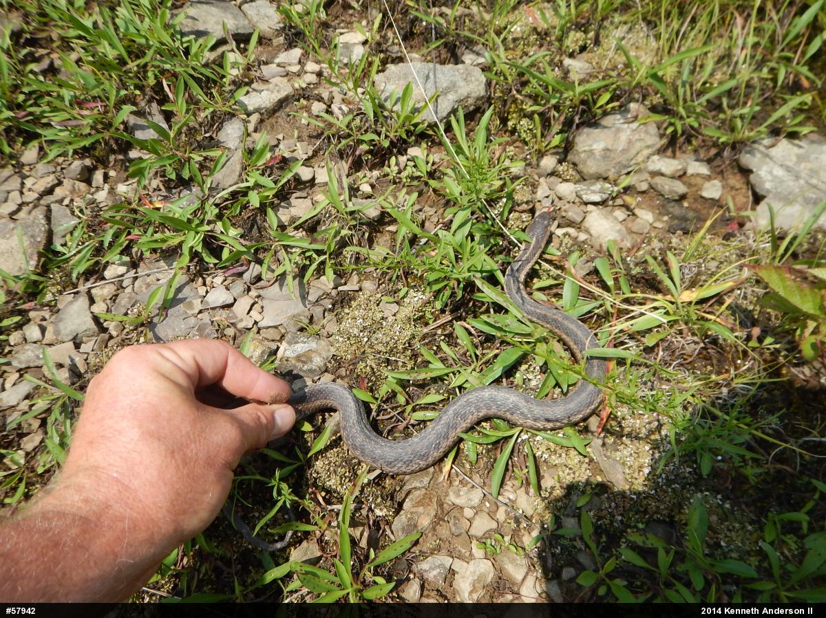 Eastern Gartersnake