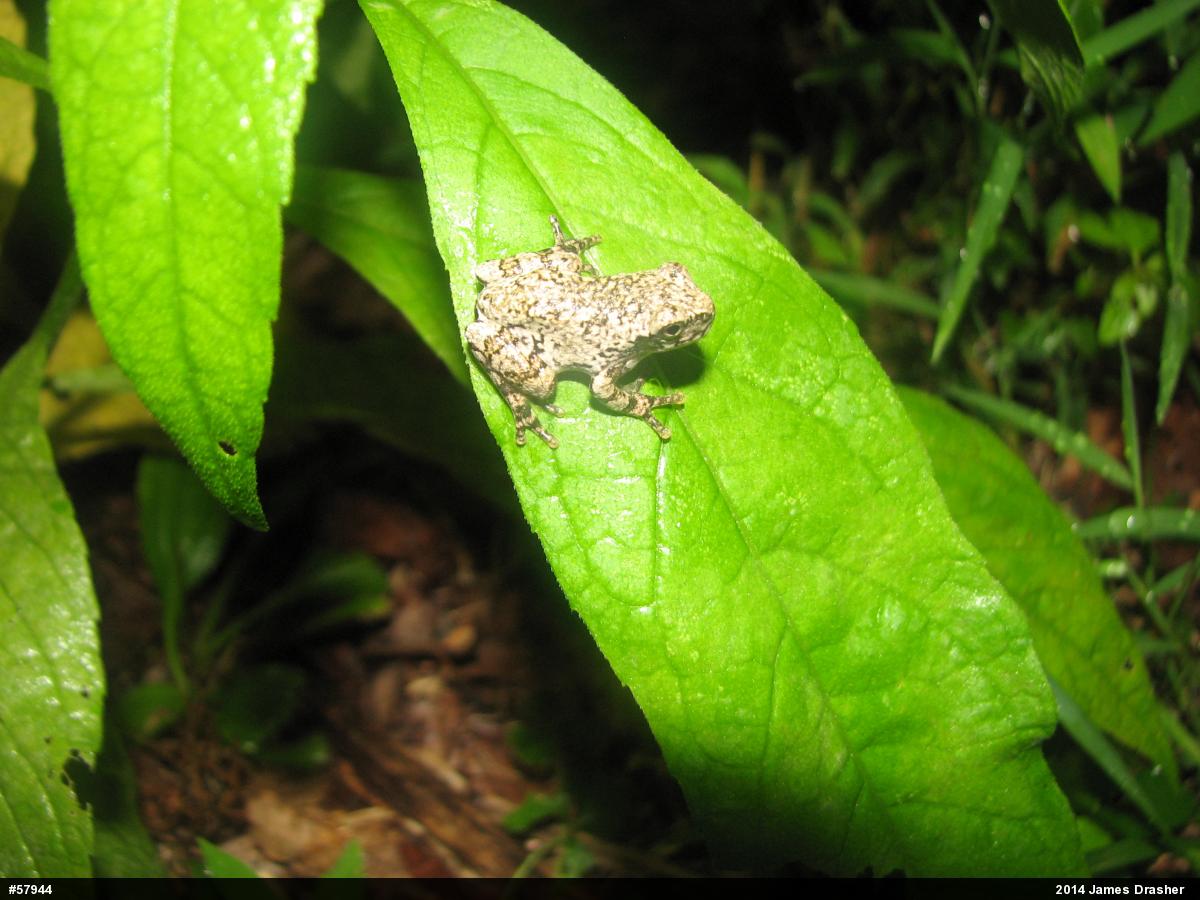 Unknown Gray Treefrog