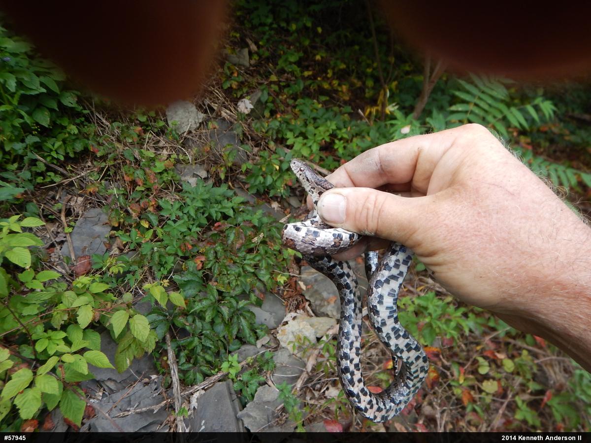 Eastern Milksnake