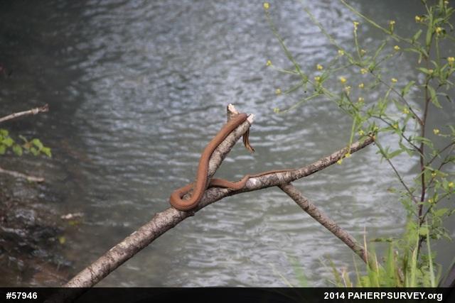 Queensnake