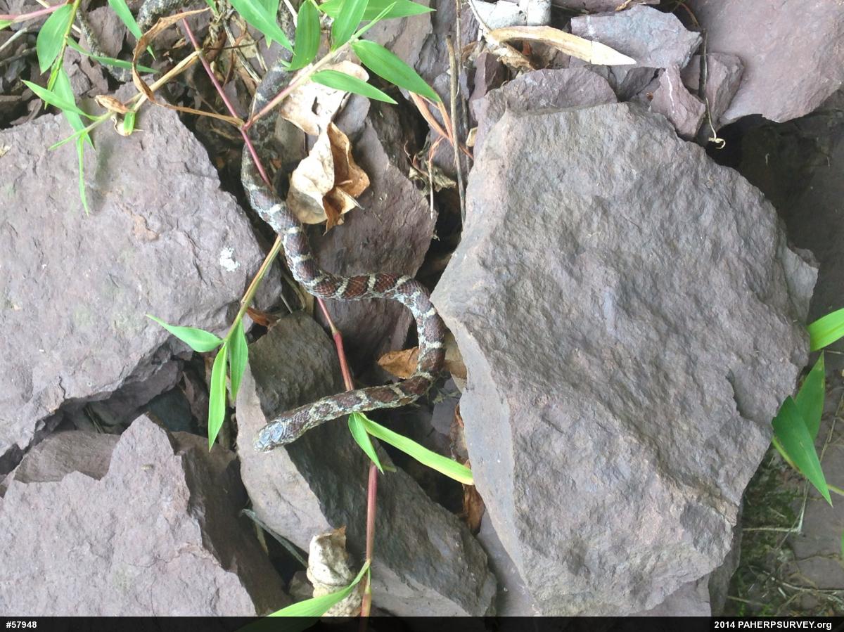 Eastern Milksnake