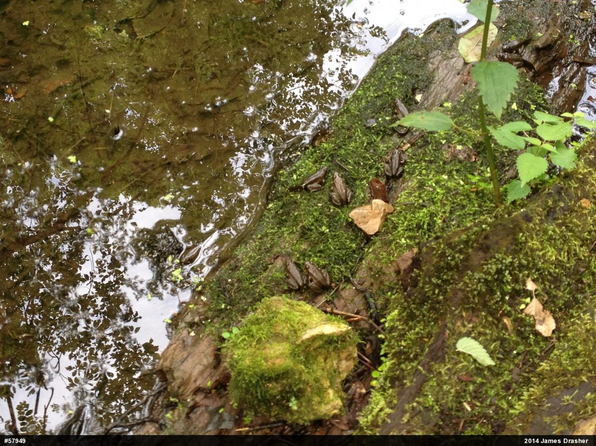 Green Frog