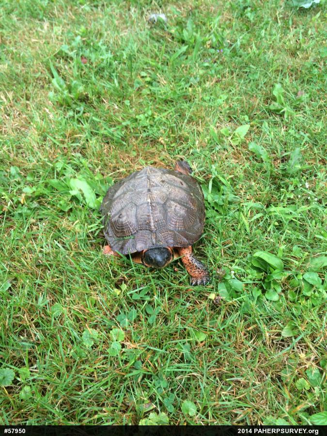 Wood Turtle