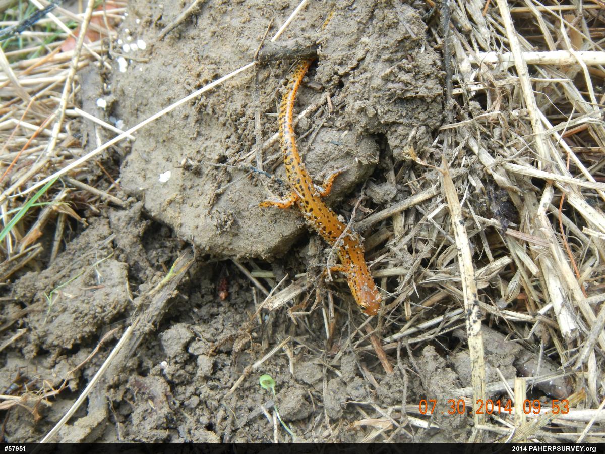 Eastern Long-tailed Salamander
