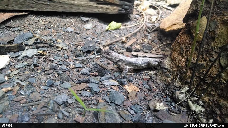 Eastern Fence Lizard