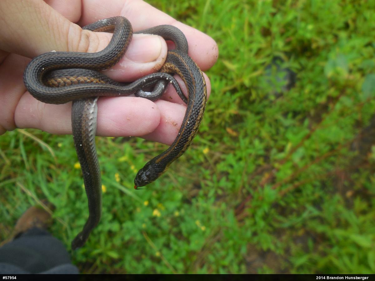 Eastern Gartersnake
