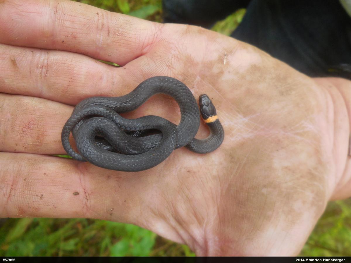 Northern Ring-necked Snake