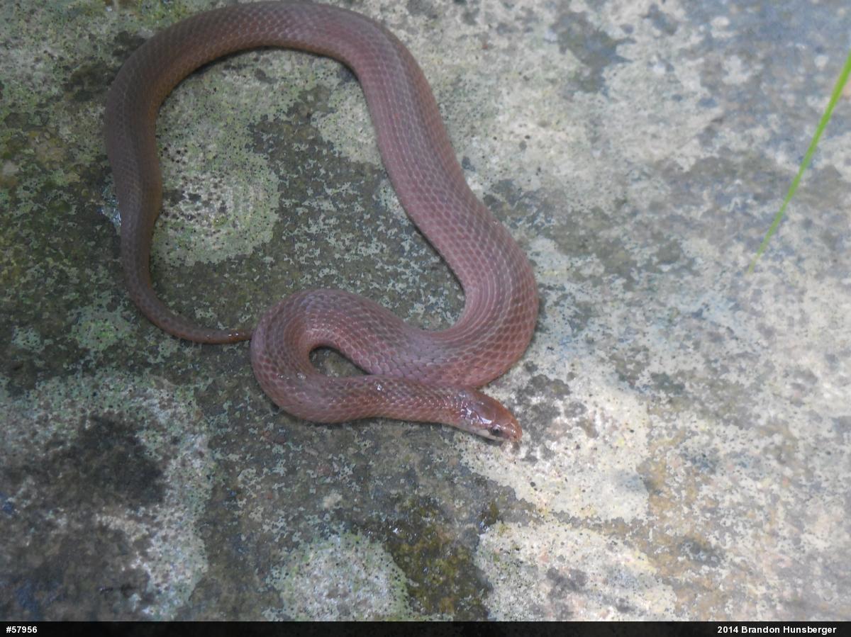 Mountain Earthsnake
