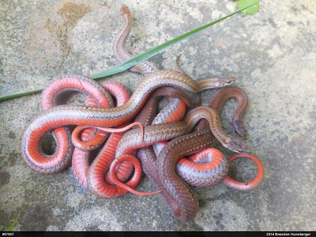 Red-bellied Snake