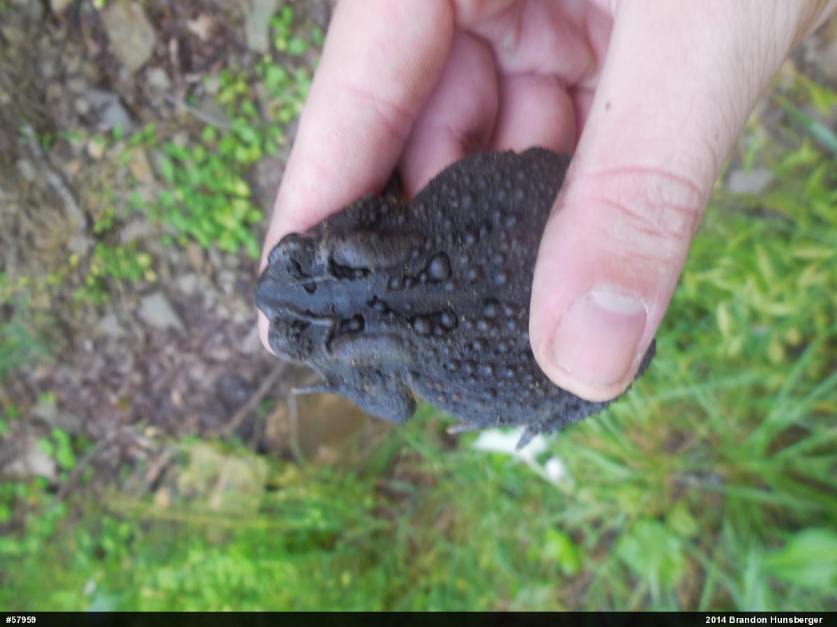 Eastern American Toad