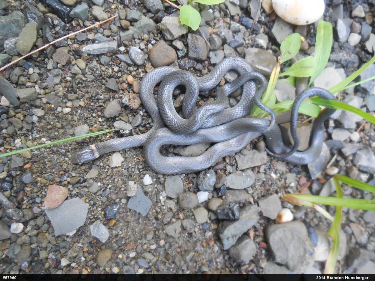 Northern Ring-necked Snake