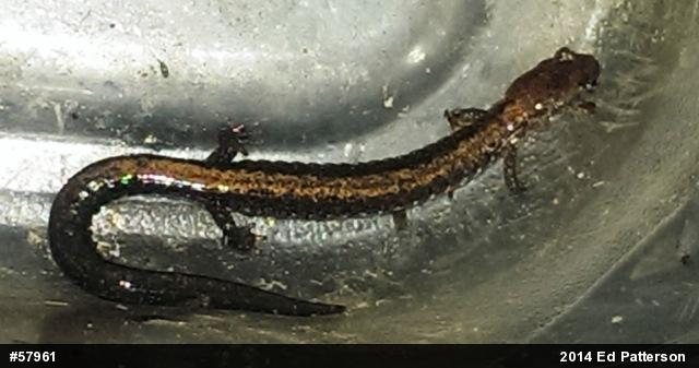 Eastern Red-backed  Salamander