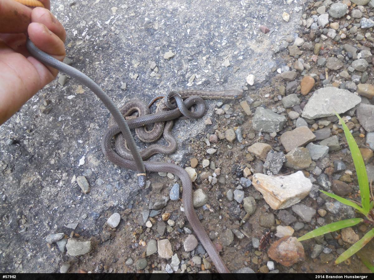 Eastern Gartersnake