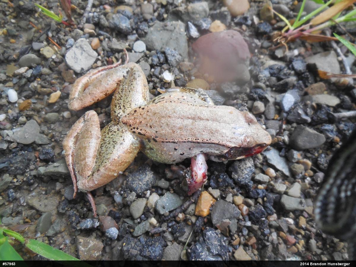 Wood Frog