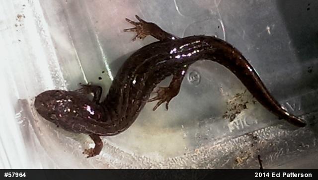 Northern Dusky Salamander