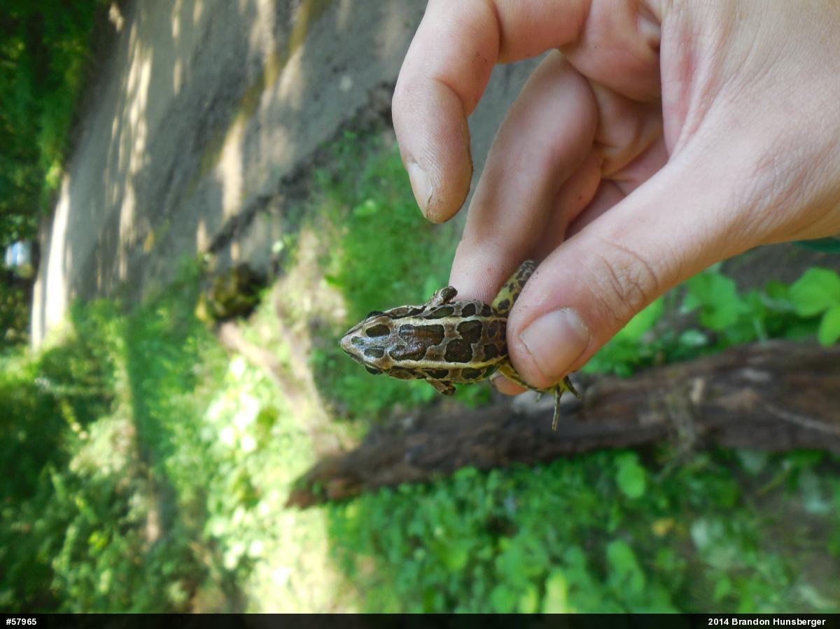 Pickerel Frog