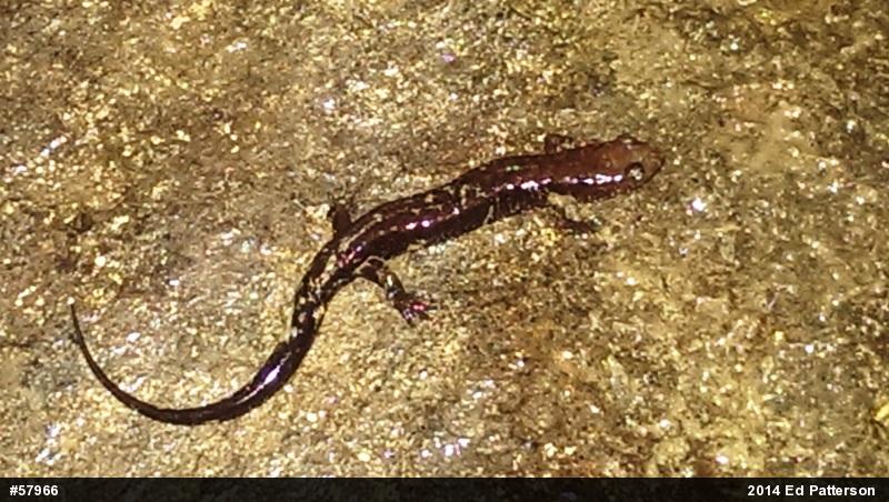 Allegheny Mountain Dusky Salamander