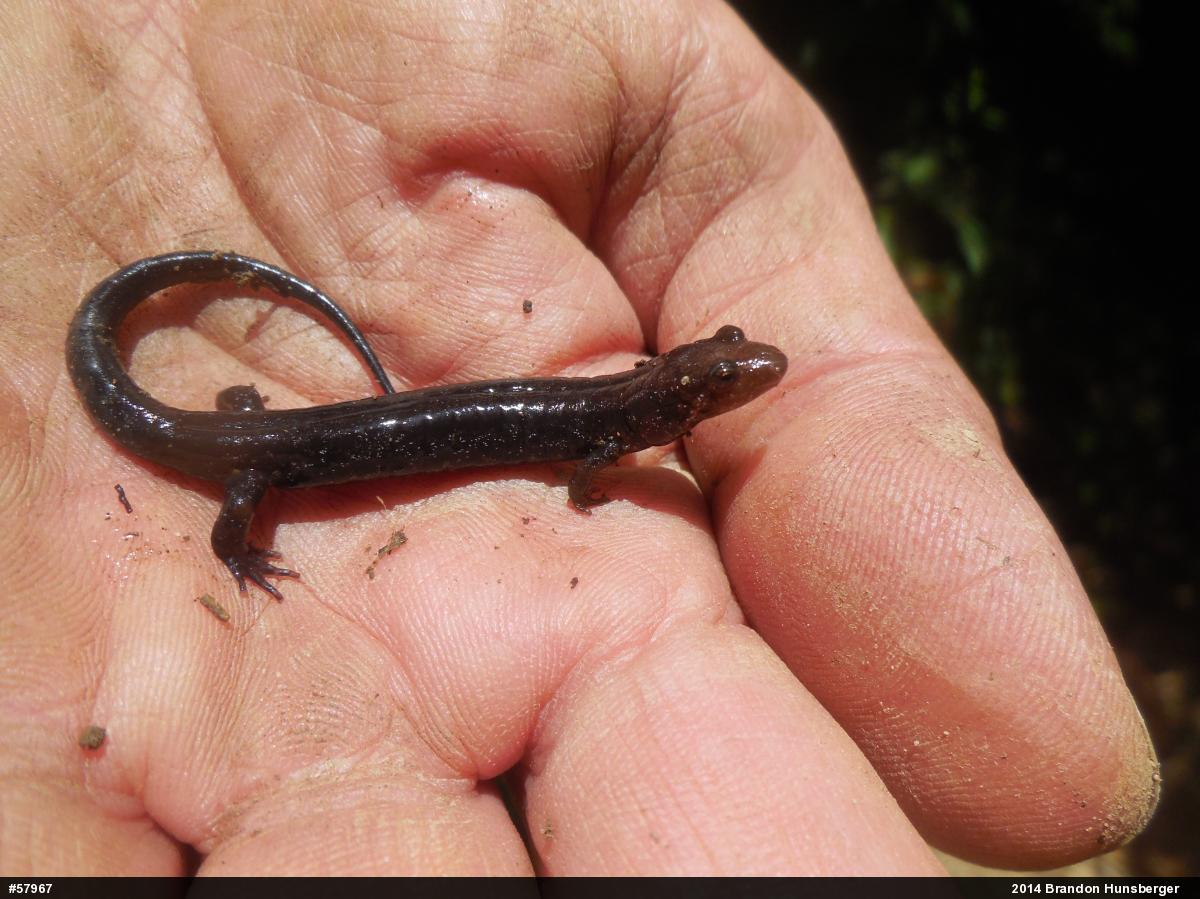 Allegheny Mountain Dusky Salamander