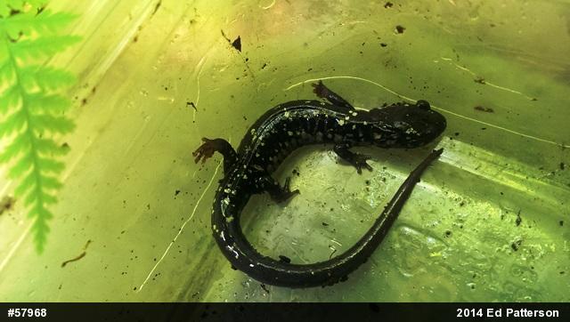 Northern Slimy Salamander