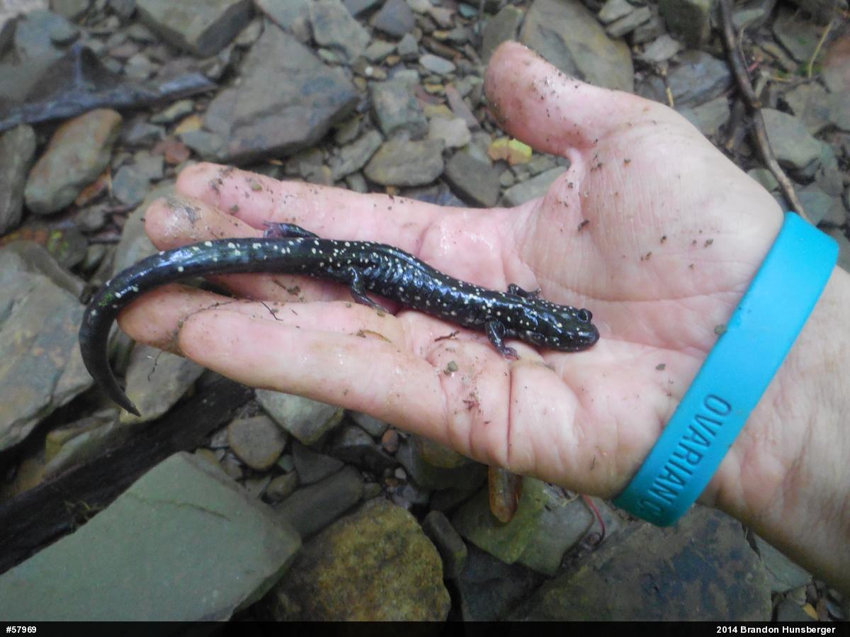 Northern Slimy Salamander