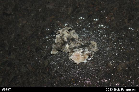 Gray Treefrog