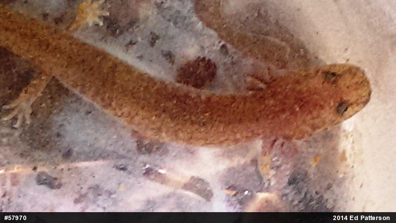 Northern Spring Salamander