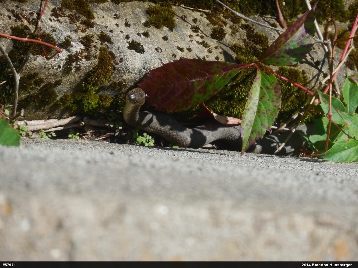 Northern Watersnake