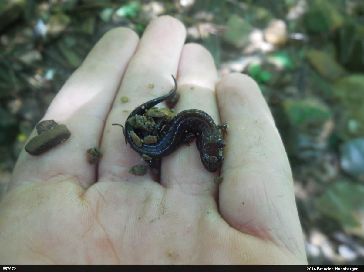 Allegheny Mountain Dusky Salamander
