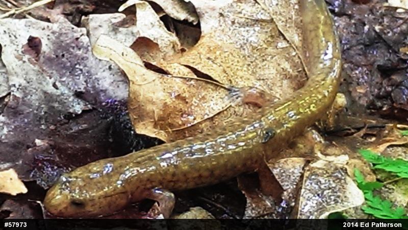 Northern Spring Salamander