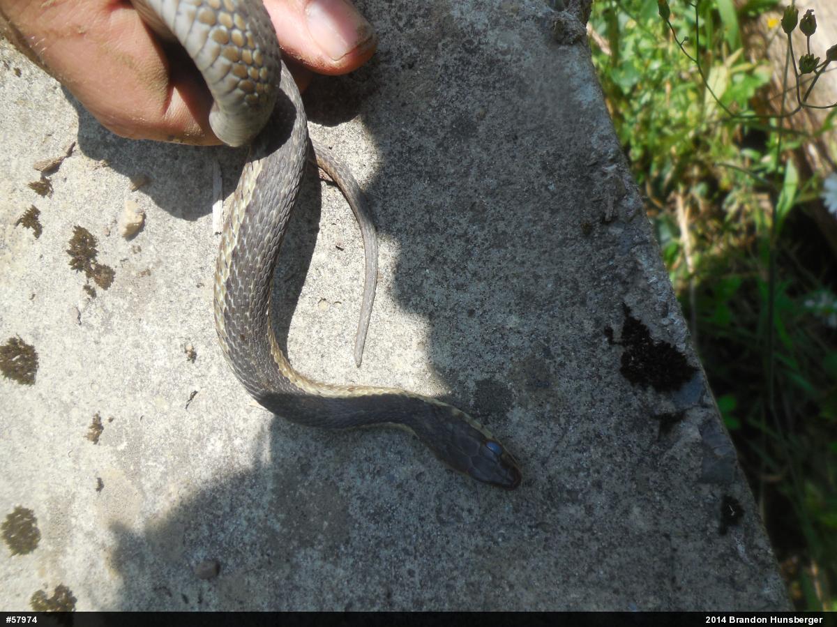 Eastern Gartersnake