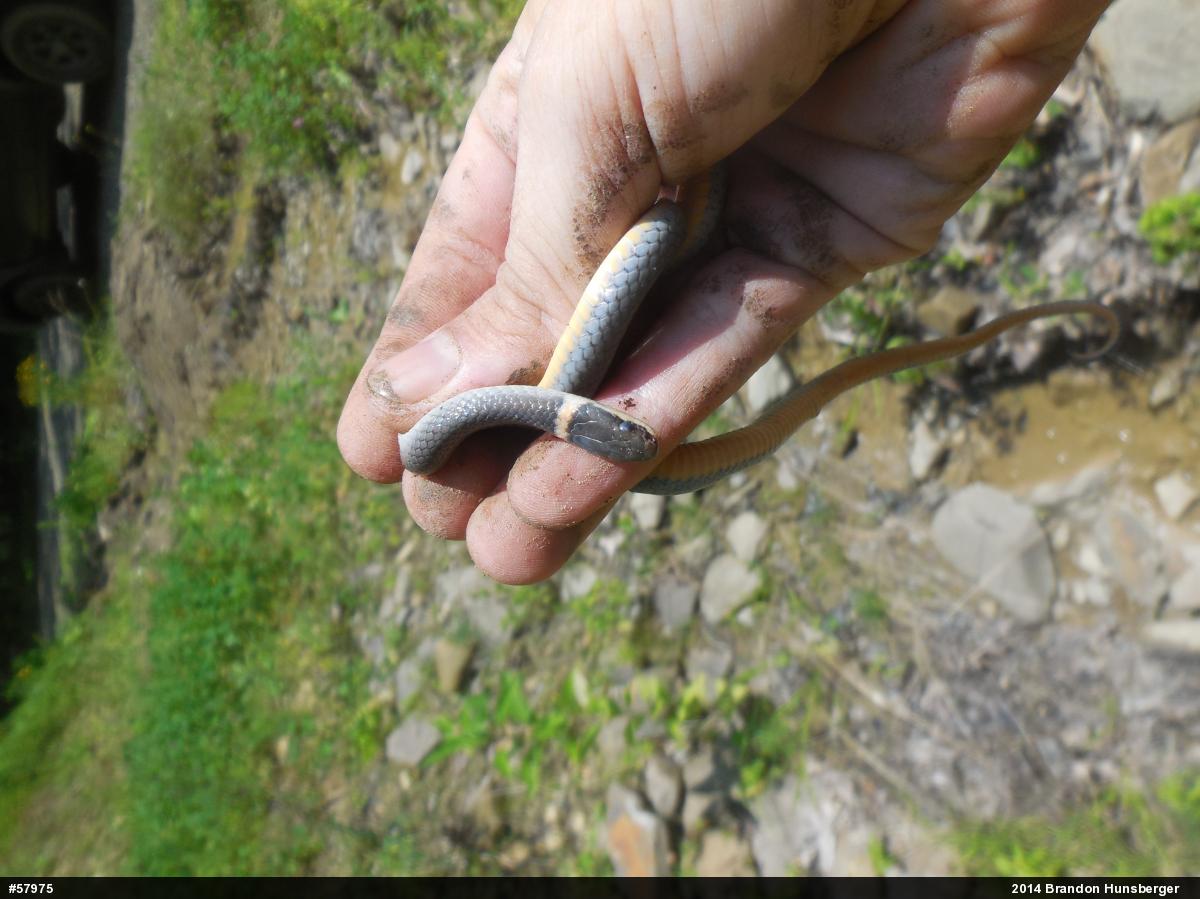 Northern Ring-necked Snake