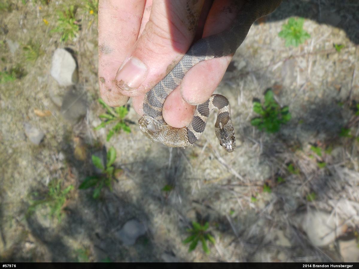 Northern Watersnake