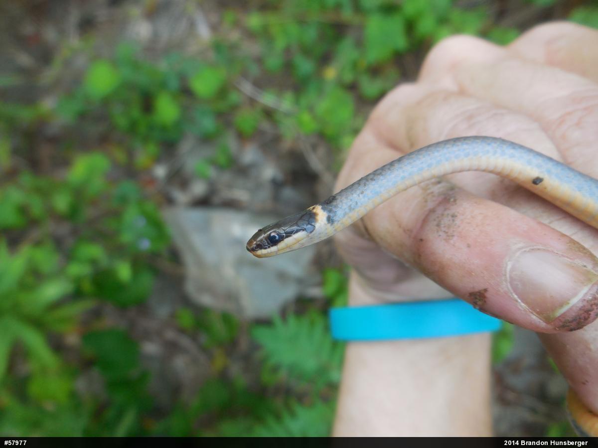 Northern Ring-necked Snake