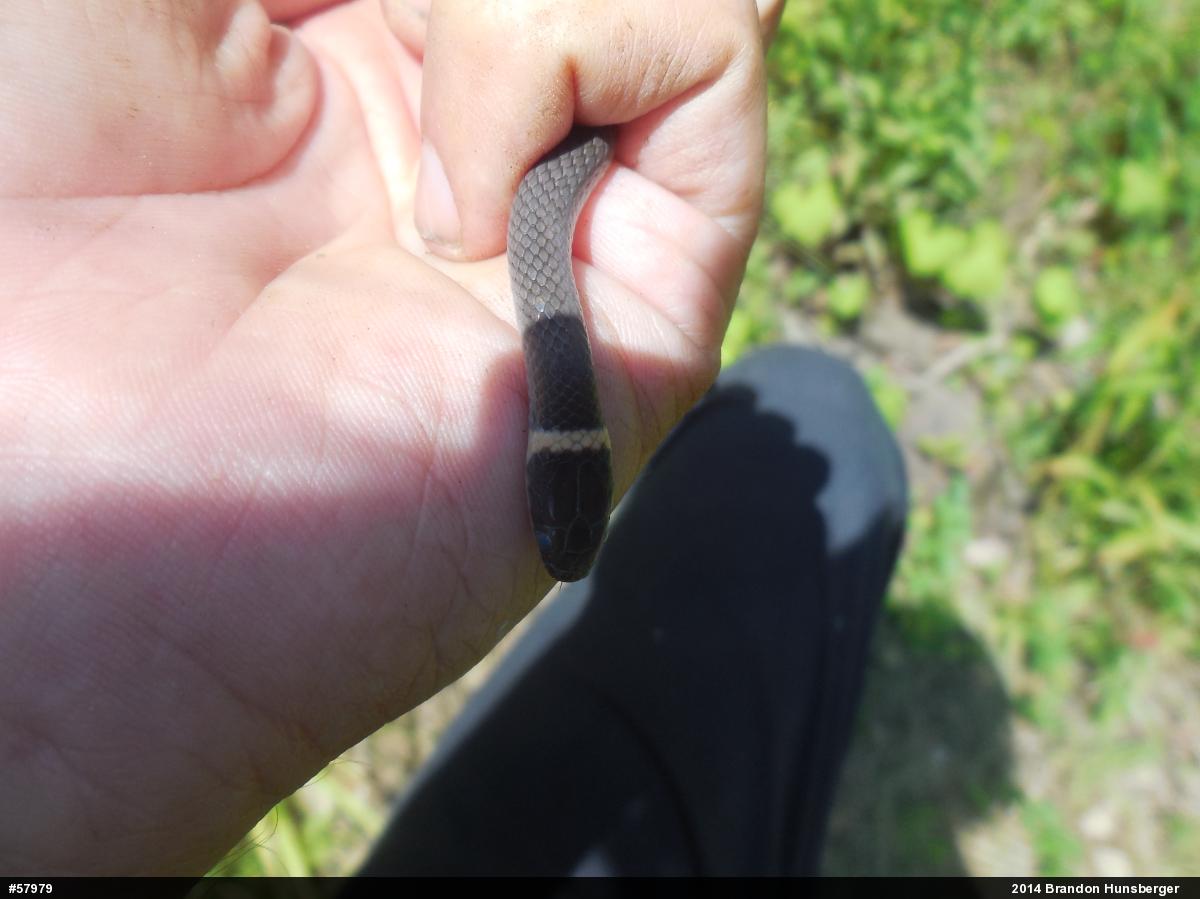 Northern Ring-necked Snake