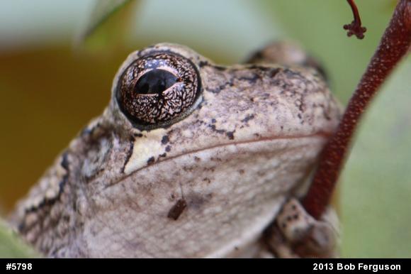Gray Treefrog
