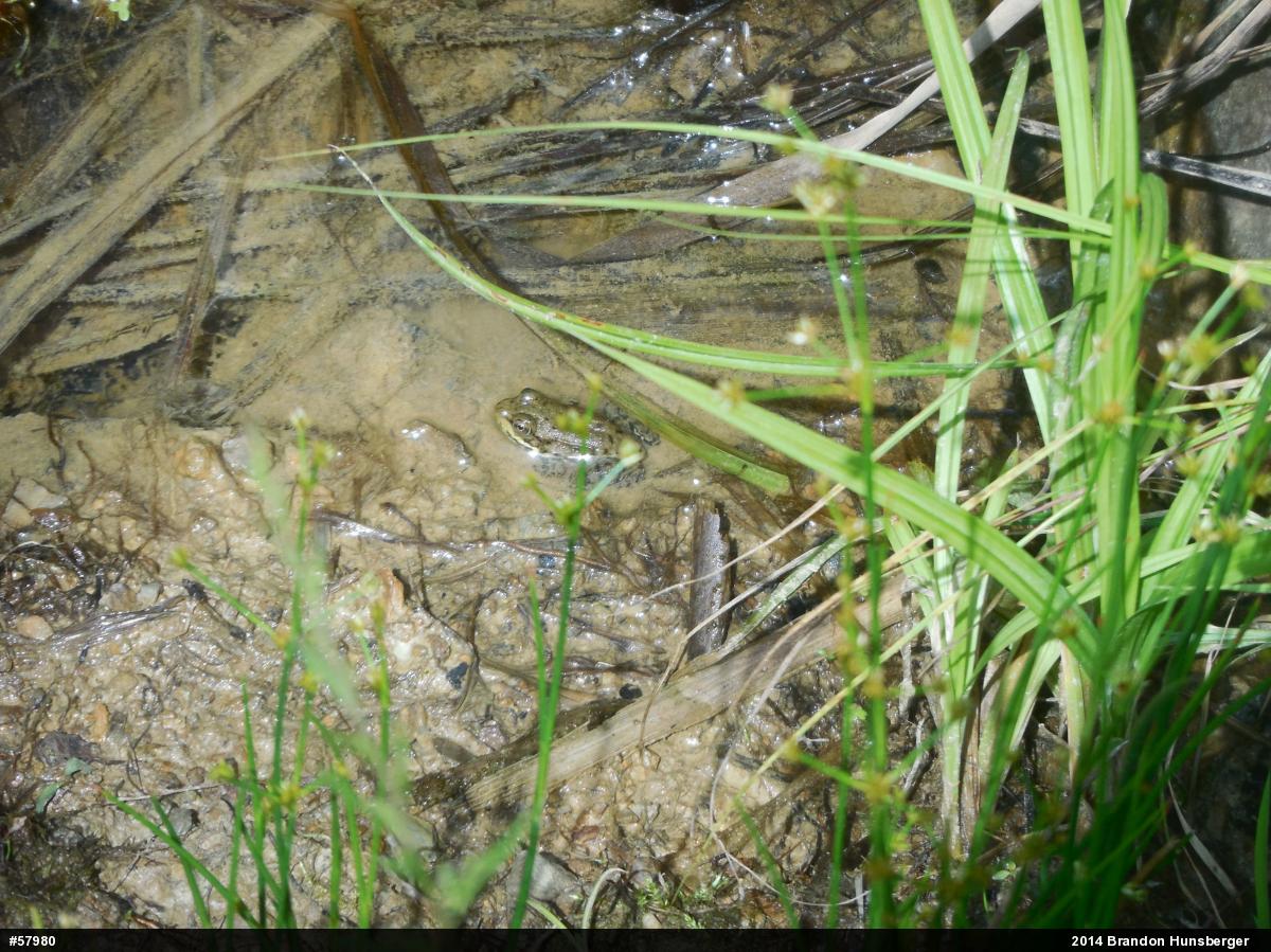 Green Frog