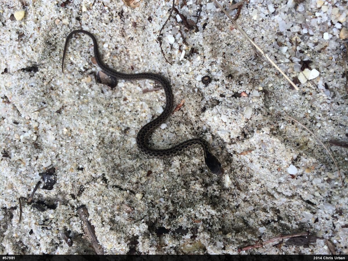 Eastern Gartersnake