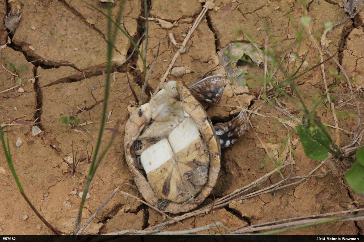 Eastern Box Turtle