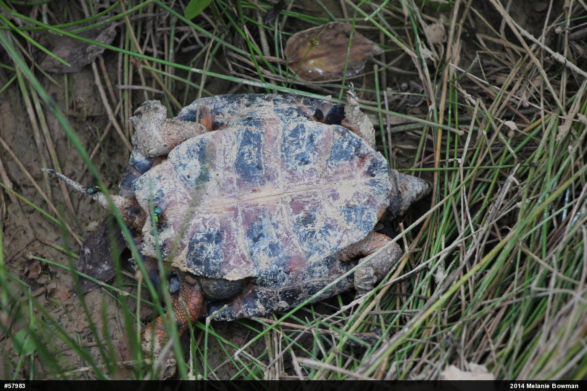 Wood Turtle