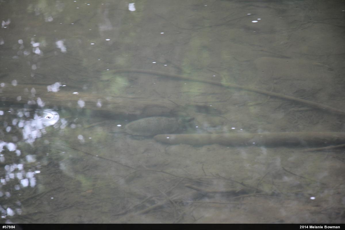 Wood Turtle